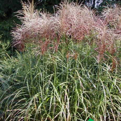 Мискантус китайский "Давид" (Miscanthus sinensis David)