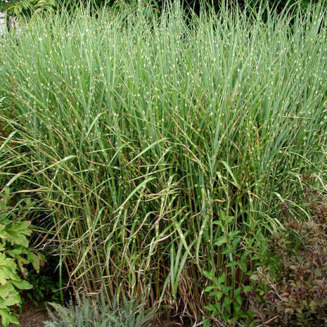 Мискантус китайский "Стриктус" (Miscanthus sinensis Strictus)