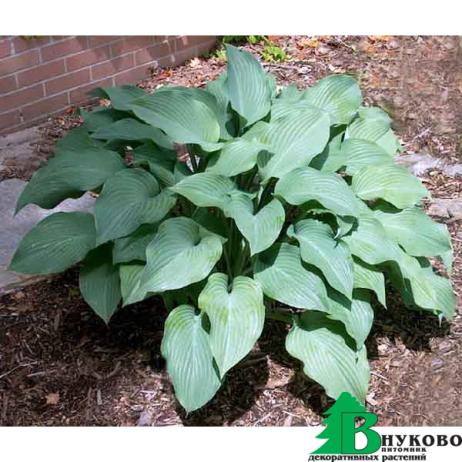 Хоста чернеющая "Кросса Регал" (Hosta nigrescens Krossa Regal)