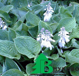 Хоста Зибольда "Элеганс" (Hosta Sieboldiana Elegans)