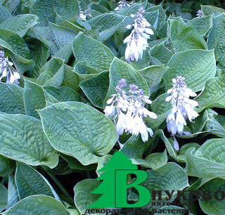 Хоста Зибольда "Элеганс" (Hosta Sieboldiana Elegans)