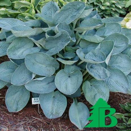 Хоста гибридная "Биг Дадди" (Hosta hybrida Big Daddy)