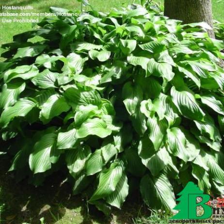 Хоста гибридная "Ханибеллз" (Hosta hybrida Honeybells)