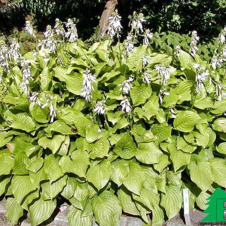 Хоста гибридная "Роял Стандарт" (Hosta hybrida Royal Standard)