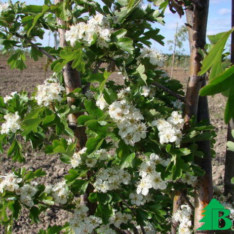 Боярышник однопестичный (Crataegus monogyna)