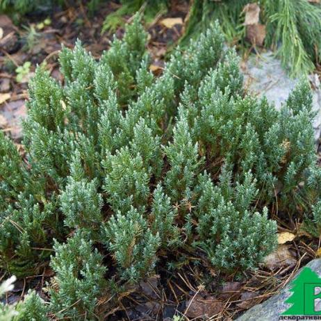 Можжевельник горизонтальный "Блю Форест" (Jniperus horizontalis Blue Forest)