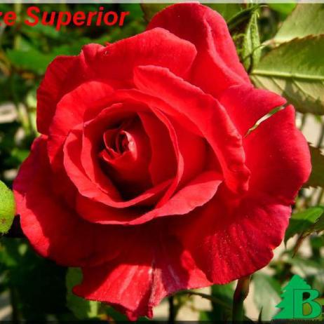 Роза "Блейз Супериор" (Rose Blaze Superior)