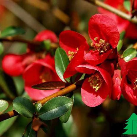 Айва японская (Chaenomeles japonica)