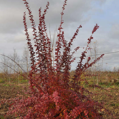 Барбарис оттавский  "Суперба " (Berberis ottawensis Superba)