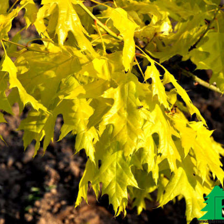 Дуб красный "Аурея " (Quercus robur Aurea)