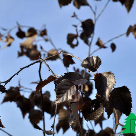 Береза бородавчатая "Пурпурея" (Betula pendula Purpurea)