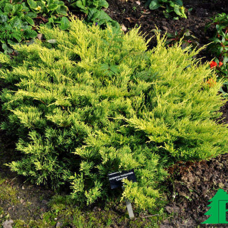 Можжевельник горизонтальный "Лаймглоу" (Juniperus horizontalis Limeglow)