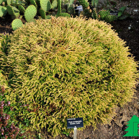 Туя западная «Голден Tюфет» (Thuja occidentalis Golden Tuffet)