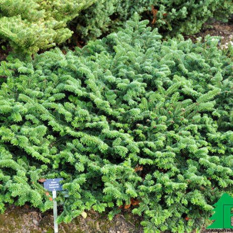 Пихта бальзамическая "Худсония" ( Abies balsamea "Hudsonia")