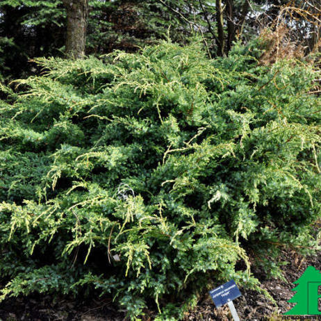 Можжевельник чешуйчатый "Холгер" (Juniperus squamata Holger)