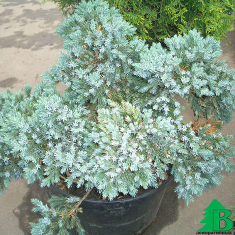 Можжевельник чешуйчатый "Блю Стар" (Juniperus sguamata Blue Star)