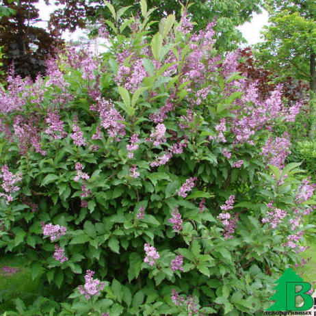 Сирень венгерская (Syringa josikaea)