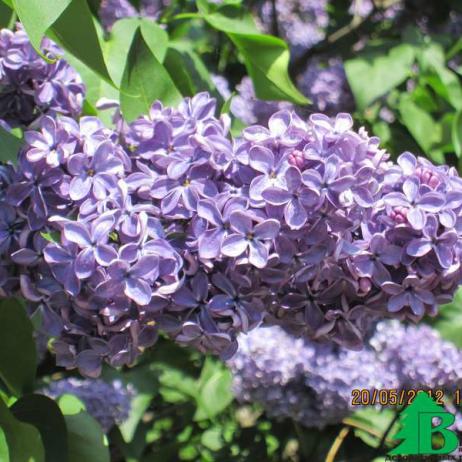 Сирень обыкновенная "Кавур" (Syringa vulgaris Cavour)