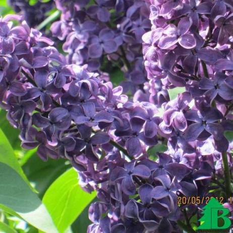 Сирень обыкновенная "Фюрст Бюлов" (Syringa vulgaris Furst Bulov)