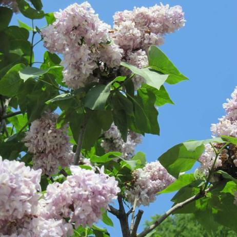 Сирень обыкновенная "Катерина Хавемейер" (Syringa vulgaris Katherine Havemeyer)