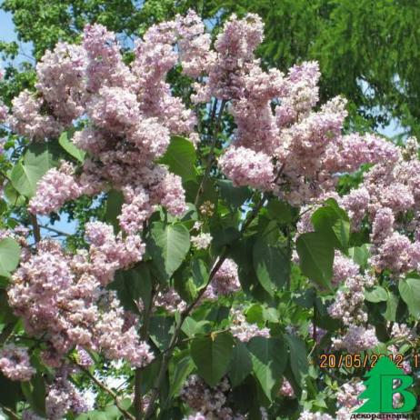 Сирень обыкновенная "Поль Дешанель" (Syringa vulgaris Paul Deschanel)