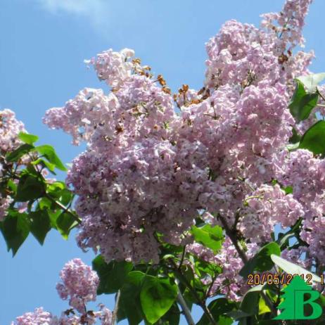 Сирень обыкновенная "Маршал Фош" (Syringa vulgaris Marchal Foch)