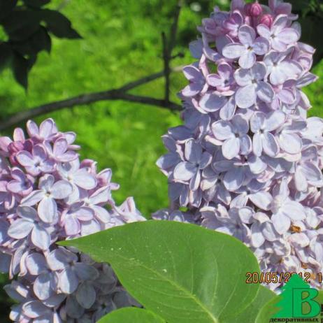 Сирень обыкновенная "Христофор Колумб"  (Syringa vulgaris Christophore Colomb)