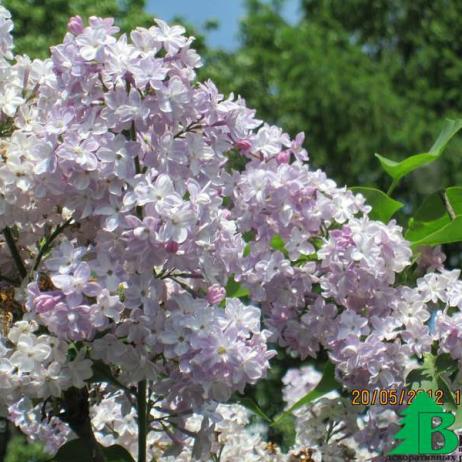 Сирень обыкновенная "Вивиан-Морель" (Syringa vulgaris Vivian Morel)