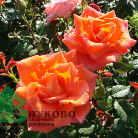 Роза "Моника" (Rosa Monika)