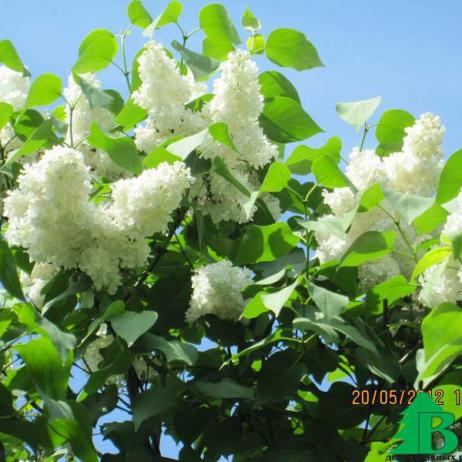 Сирень обыкновенная "Примрозе" (Syringa vulgaris Primrose)