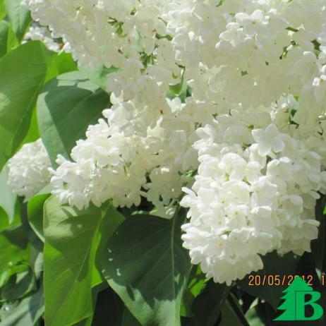 Сирень обыкновенная "Весталь"  (Syringa vulgaris Vestale)