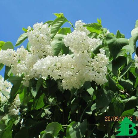 Сирень обыкновенная "Монблан" (Syringa vulgaris Mont Blanc)