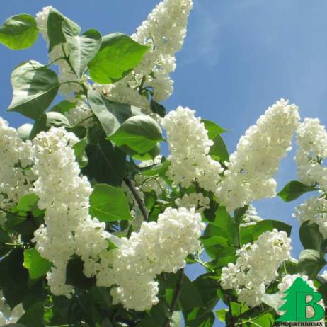 Сирень обыкновенная "Кандер"  (Syringa vulgaris Candeur)