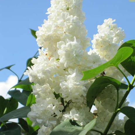 Сирень обыкновенная "Защитникам Бреста" (Syringa vulgaris Zaschitnikam Bresta)