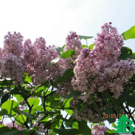 Сирень обыкновенная "Белая ночь" (Syringa vulgaris Belaya Noch)