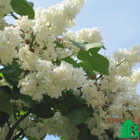 Сирень обыкновенная "Советская Арктика" (Syringa vulgaris Sovetskaya Arktika)