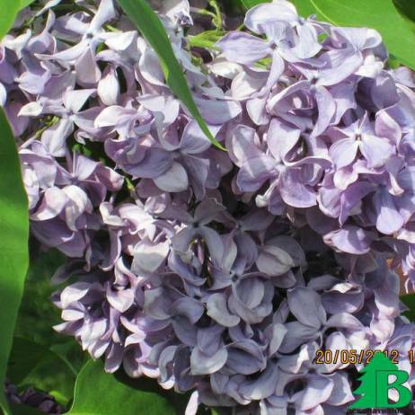 Сирень обыкновенная "Капитан Гастелло"  (Syringa vulgaris Kapitan Gastello)