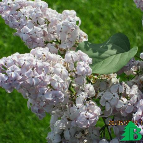 Сирень обыкновенная "Гортензия" (Syringa vulgaris Gortenziya)