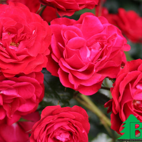 Роза "Европеана" (Rose Europeana)