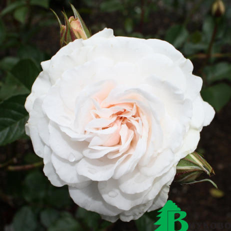 Роза "Грейт Ноф Истэн Роуз" (Great North Eastern Rose)