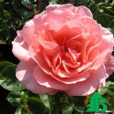 Роза (Rose L’Aimant)