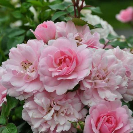 Роза "Боника 82" (Rose Bonica 82) - Розы полиантовые (Каталог полиантовых роз) - Розы - Каталог - Pitomnic.com