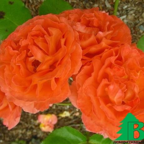 Роза (Rose Meipluvia)