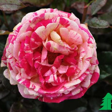 Роза "Броселианд" (Rose Broceliande)