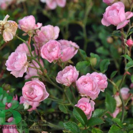 Роза "Ловли Фейри" (Rose Lovely Fairy)