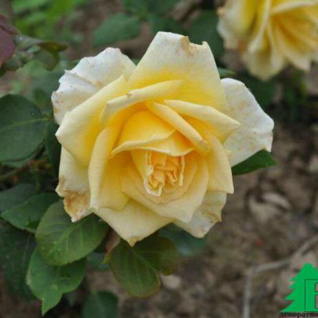 Роза Голден Элеганс (Rose Golden Elegans)