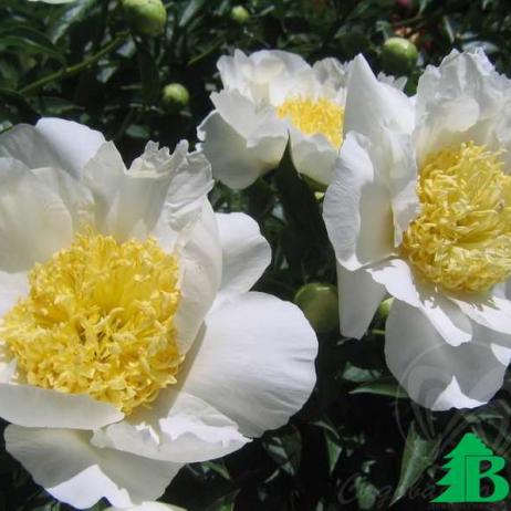 Пион молочноцветковый "Бю-Ти" (Paeonia lactiflora Bu-te)