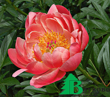 Пион молочноцветковый "Корал Чарм" (Paeonia Lactiflora Coral Charm)