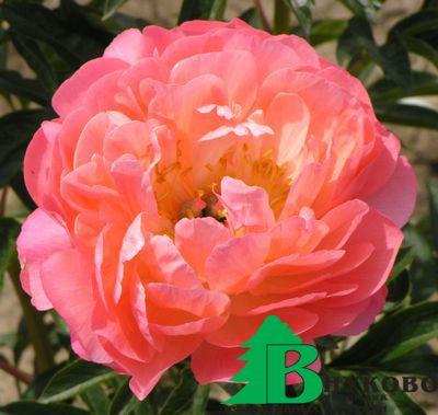 Пион молочноцветковый "Корал Сансет" (Paeonia Lactiflora Coral Sunset)