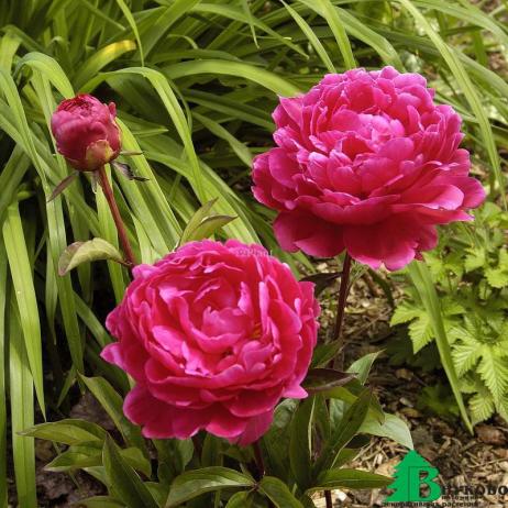 Пион молочноцветковый "Ф. Коппиус" (Paeonia lactiflora F. Koppius)